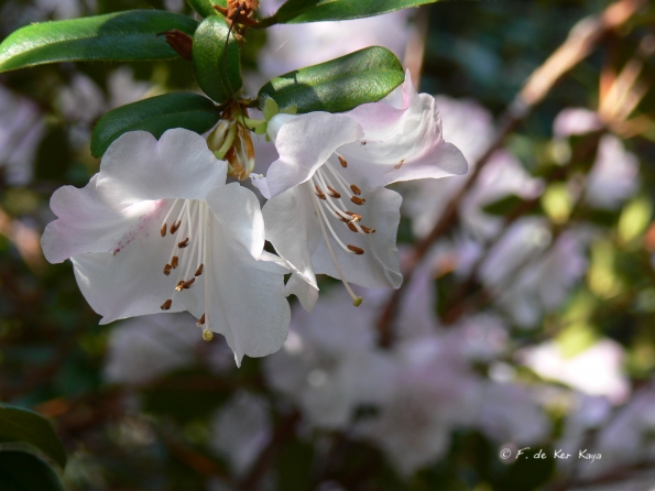 Bois des Moutiers (72) mars 2012